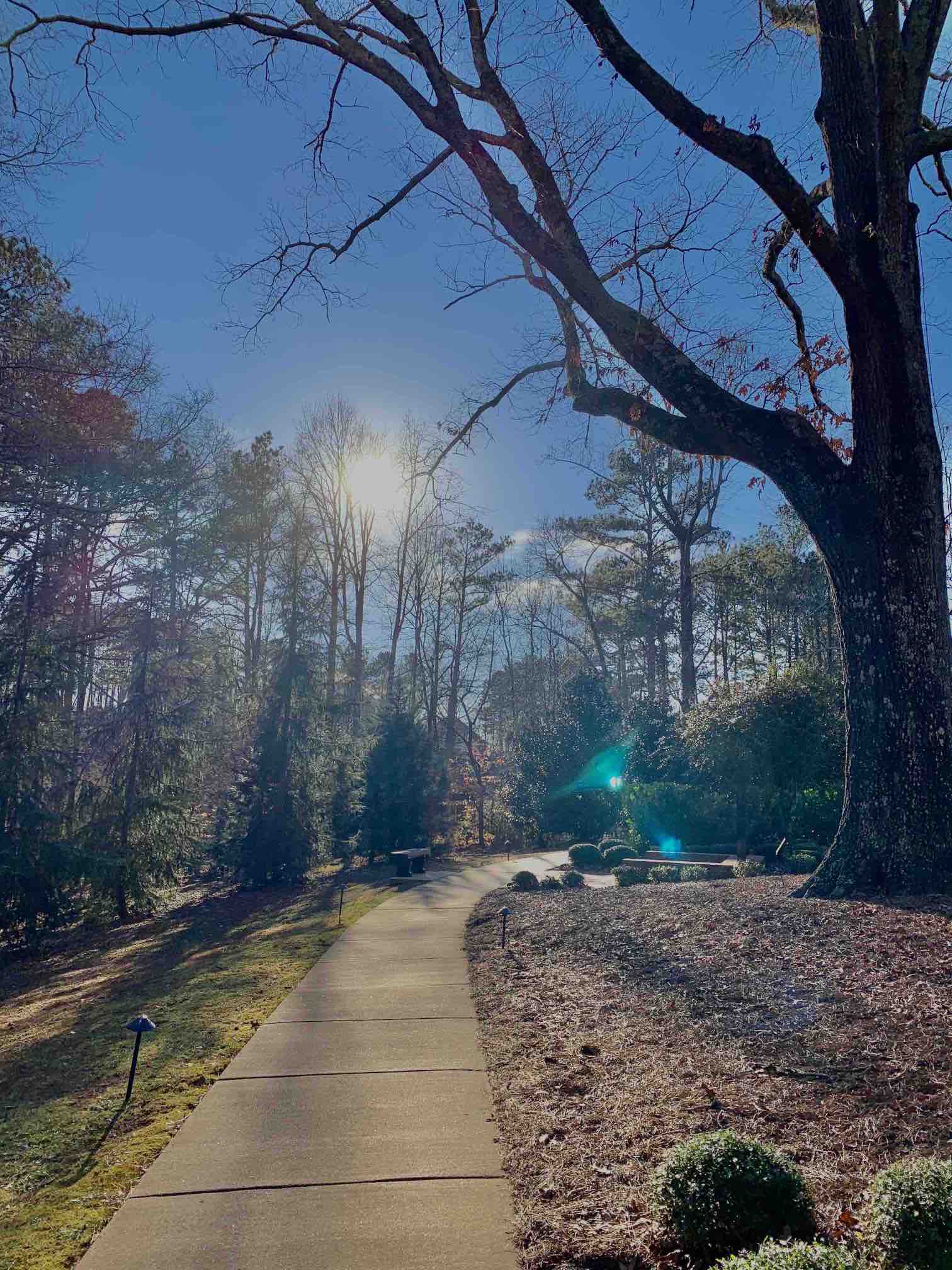 A photo of the midday sun shining through some trees in a forest. In front of the camera is a concrete sidewalk that slowly bends to the right.
